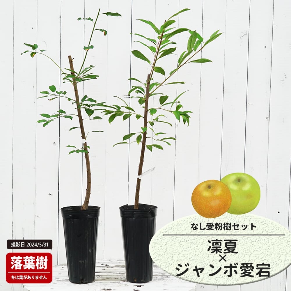 なし 凛夏と二十世紀の受粉樹セット