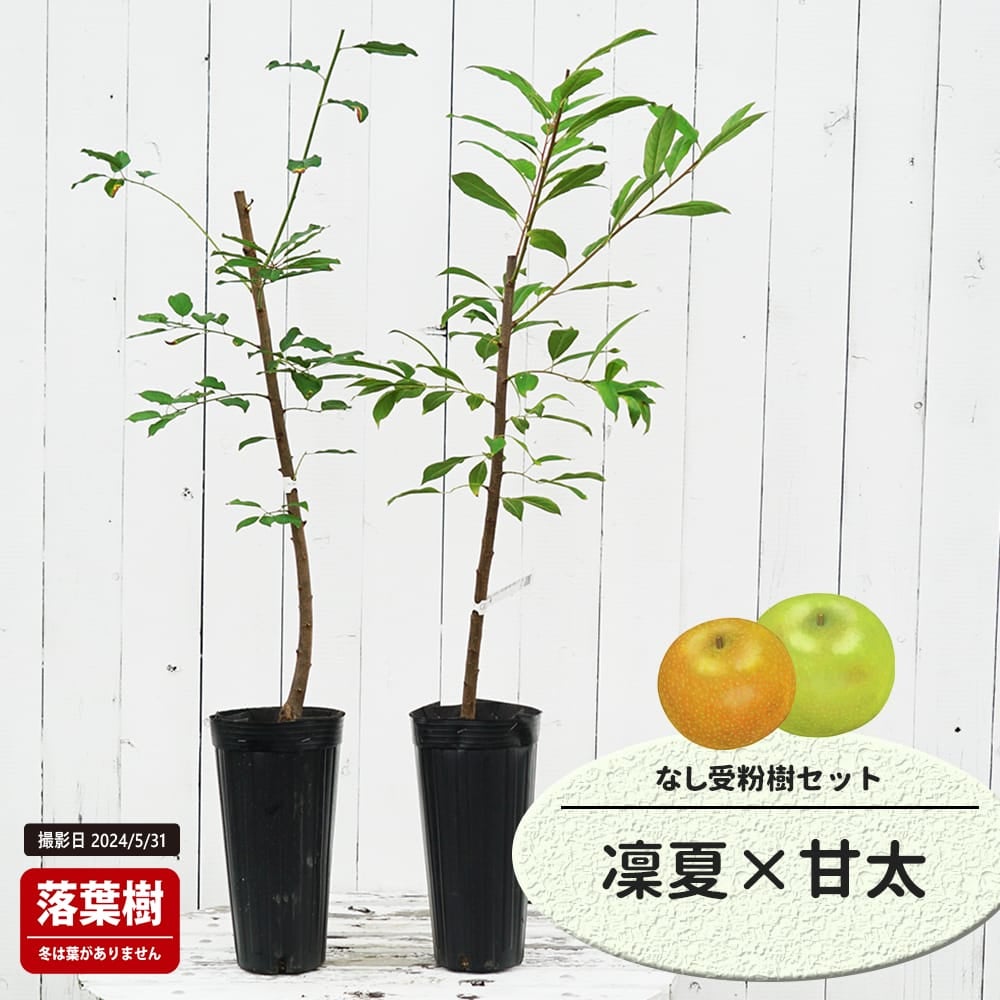 なし 凛夏とジャンボ愛宕の受粉樹セット