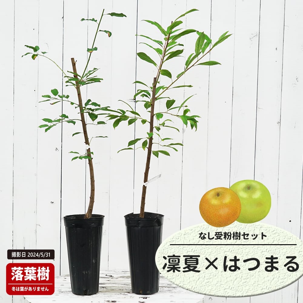 なし 凛夏となるみの受粉樹セット