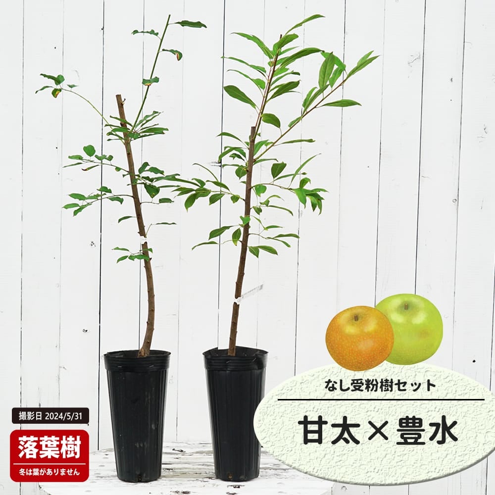 なし 甘太と豊水の受粉樹セット