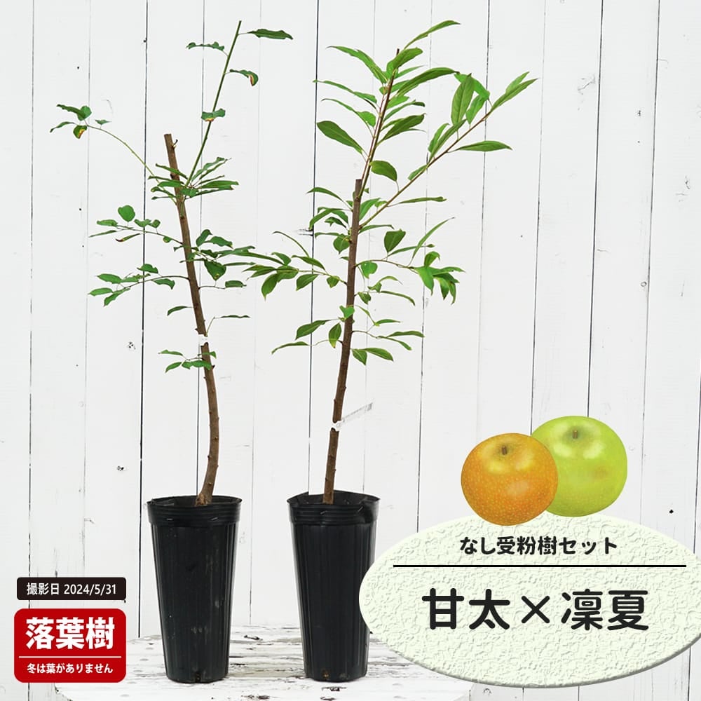 なし 甘太とはつまるの受粉樹セット