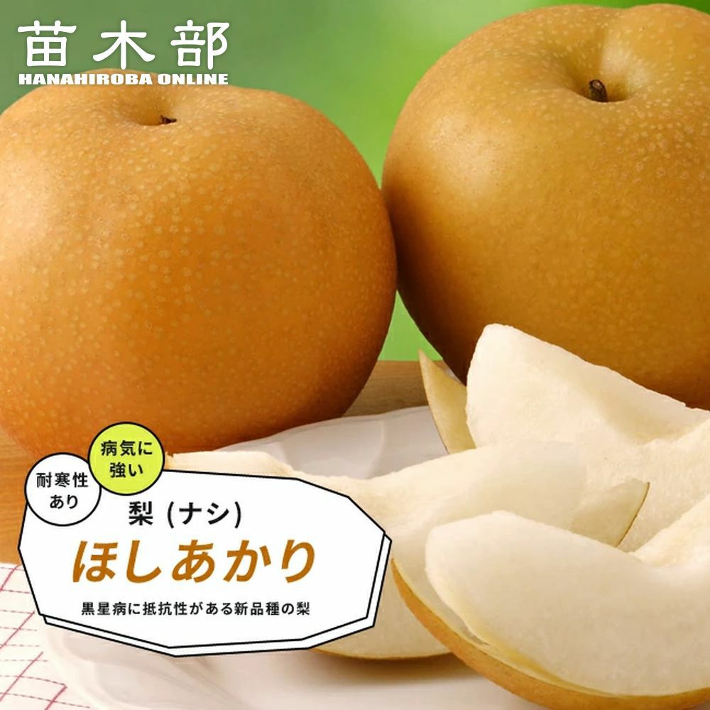 梨（ナシ）の苗木一覧 果樹苗専門店の通販 苗木部 By 花ひろば