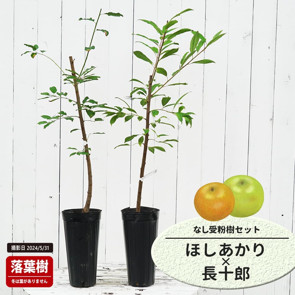 なし ほしあかり と長十郎の受粉樹セット