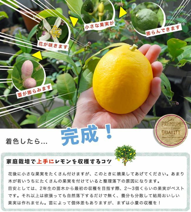 柑橘 レモン 瀬戸内レモン 苗 販売 苗木部 By 花ひろばオンライン