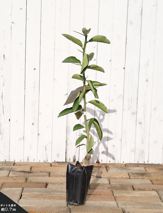 000000032416-03.jpg?size=l&w=