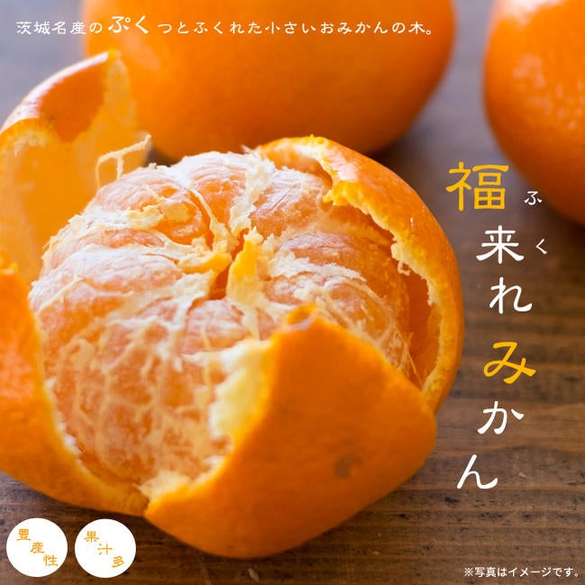 柑橘 オレンジ 種なし日向夏 苗 販売 苗木部 By 花ひろばオンライン