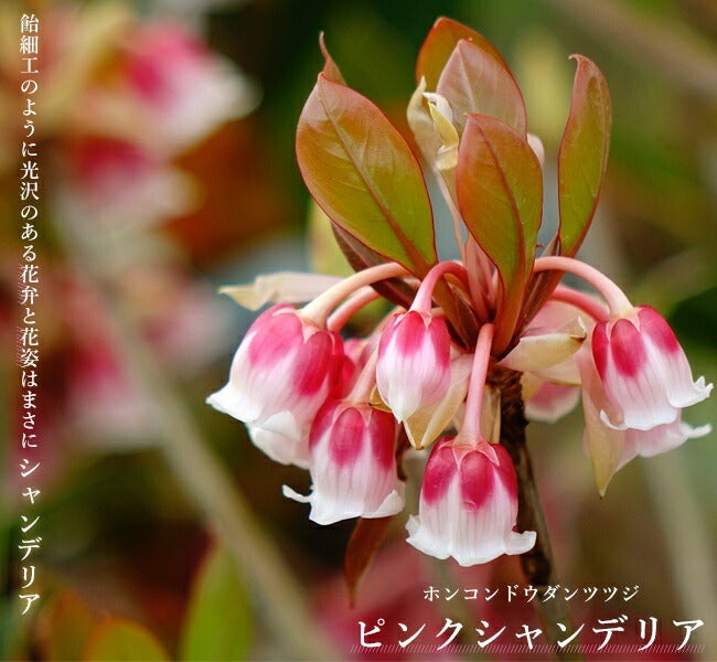 ホンコンドウダンツツジ　ピンクシャンデリア　162 000000032453-01.jpg?size=l&w=