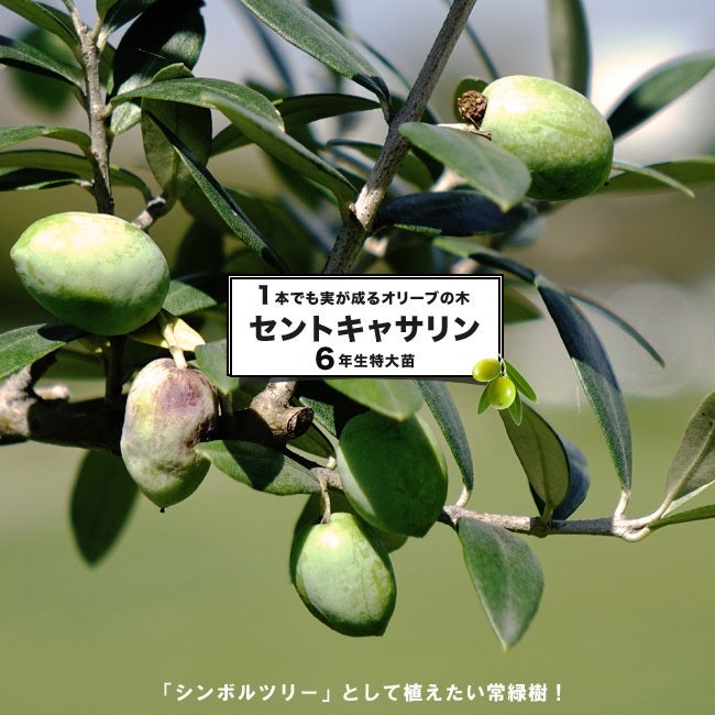 オリーブの木　セントキャサリン　8号　約140cm　K-321　希少　現品掲載 NEWセントキャサリン（オリーブの木）｜Sサイズ｜NO.10927｜約115cm