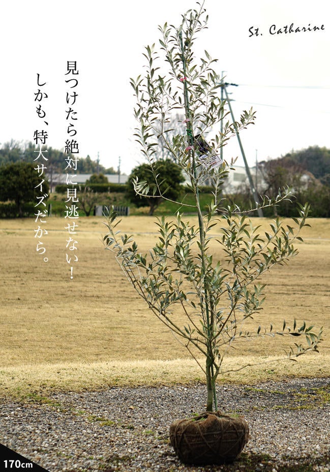 1本でなるオリーブの木 【セントキャサリン】 特大苗 【大型宅配便 