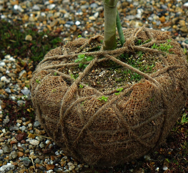 オリーブ セントキャサリンの販売 苗木部 By 花ひろばオンライン