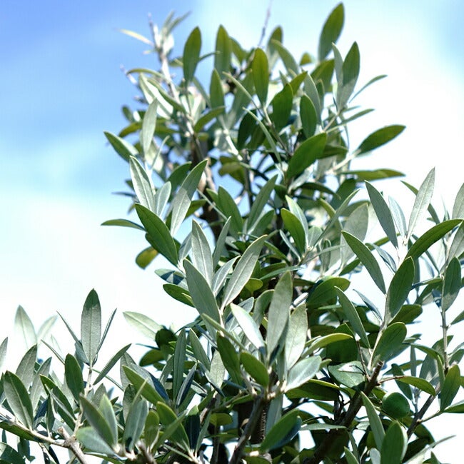 000000032466-06.jpg?size=l&w=