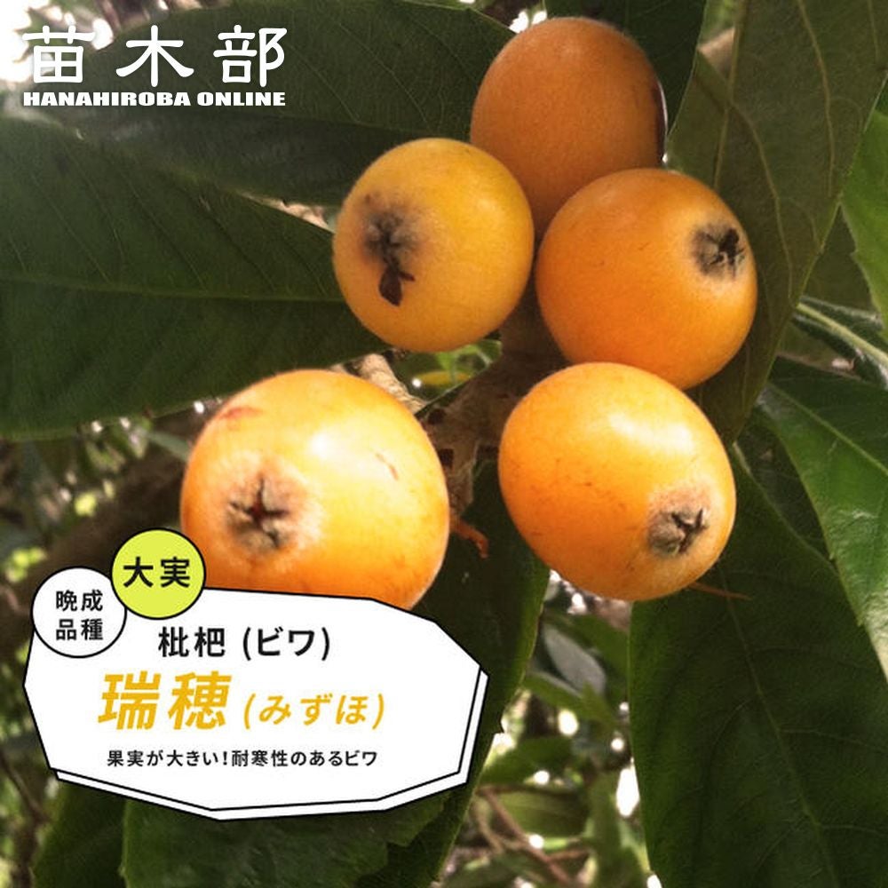 000000032496-01.jpg?size=m&w=