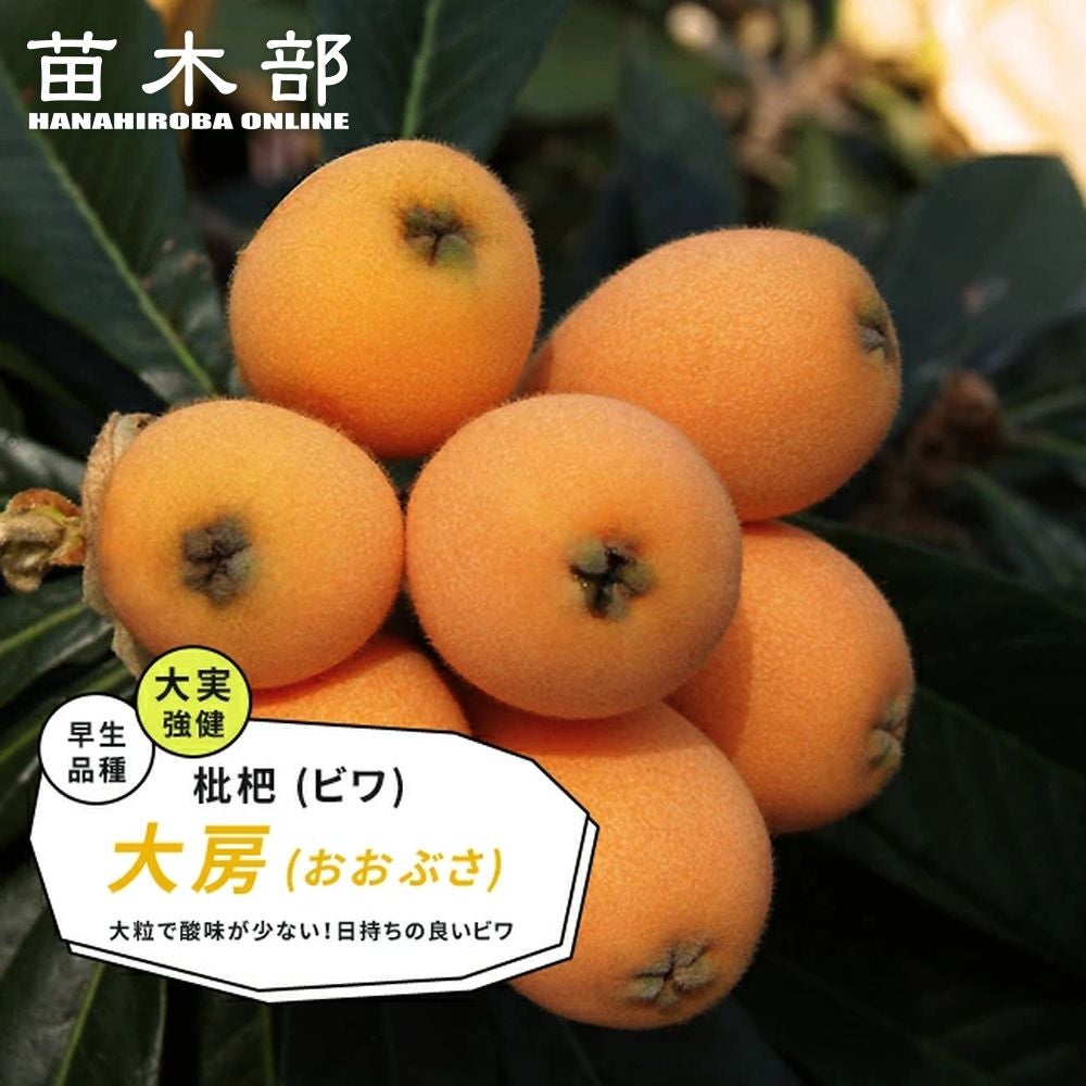 000000032497-01.jpg?size=m&w=