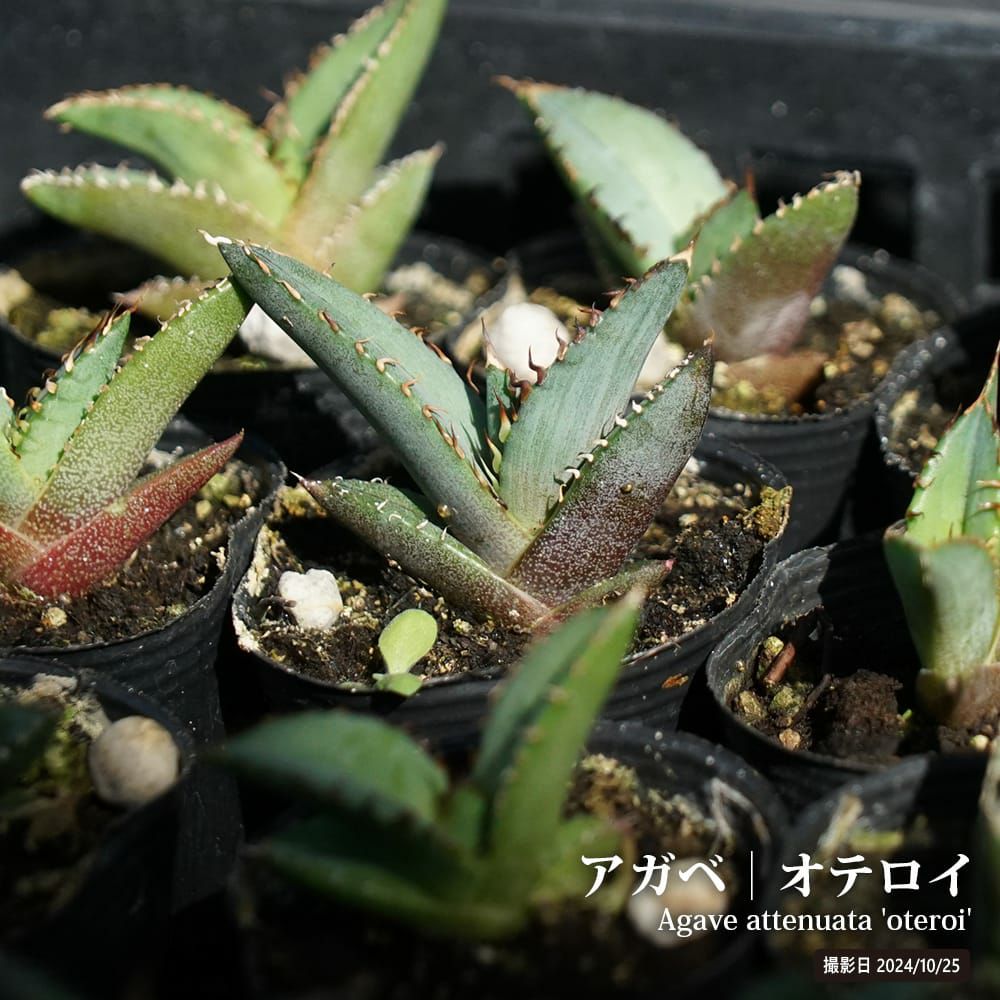 000000132551-01.jpg?size=l&w=