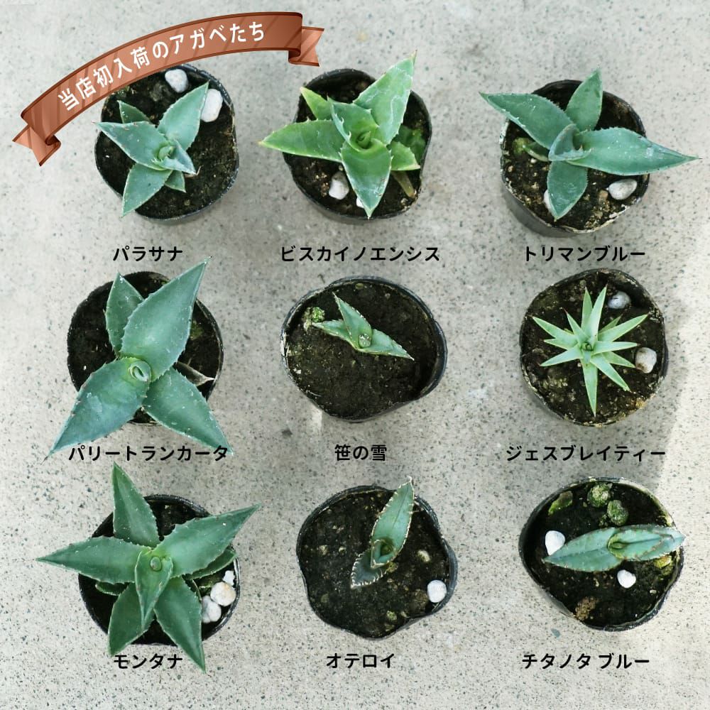 リュウゼツラン パリートランカータ 苗 販売 苗木部 By 花ひろばオンライン