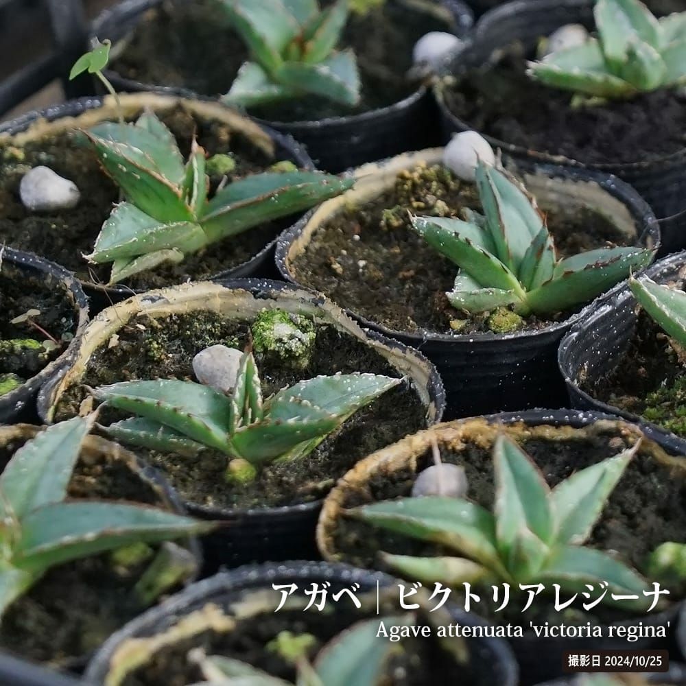 リュウゼツラン 笹の雪 苗 販売 苗木部 By 花ひろばオンライン