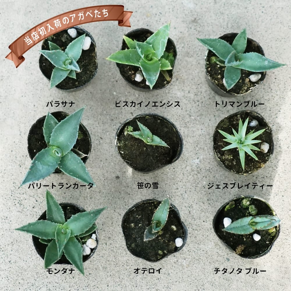 リュウゼツラン 笹の雪 苗 販売 苗木部 By 花ひろばオンライン