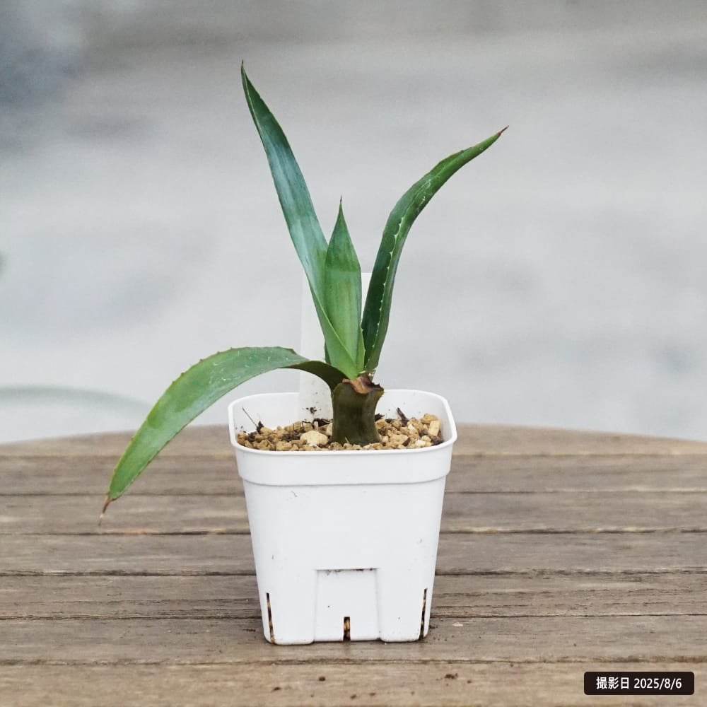 リュウゼツラン アンガスティフォリア バリエガータ 苗 販売 苗木部