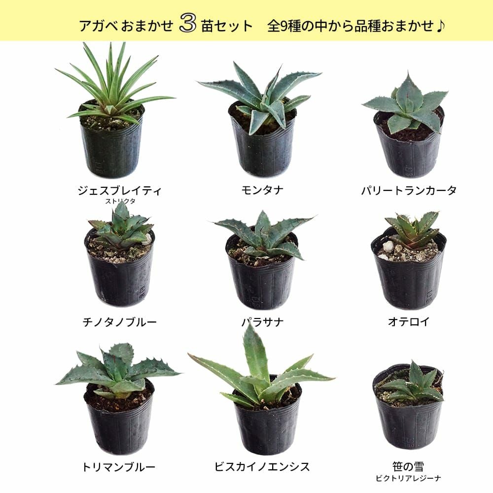 000000132562-03.jpg?size=l&w=