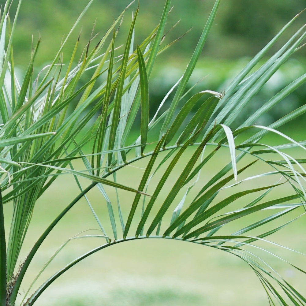 ヤシ ココスヤシの苗木通販 苗木部 By 花ひろばオンライン