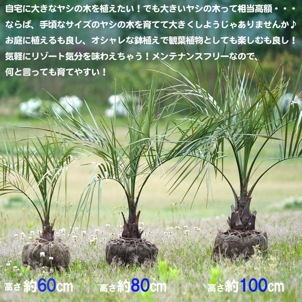 000000032666-05.jpg?size=l&w=