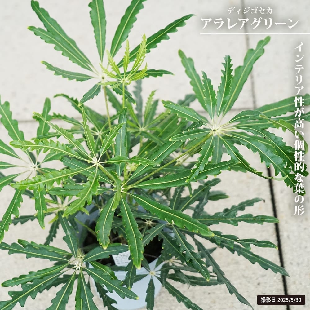 ヤツデ 絞り 苗 通販 苗木部 By 花ひろばオンライン