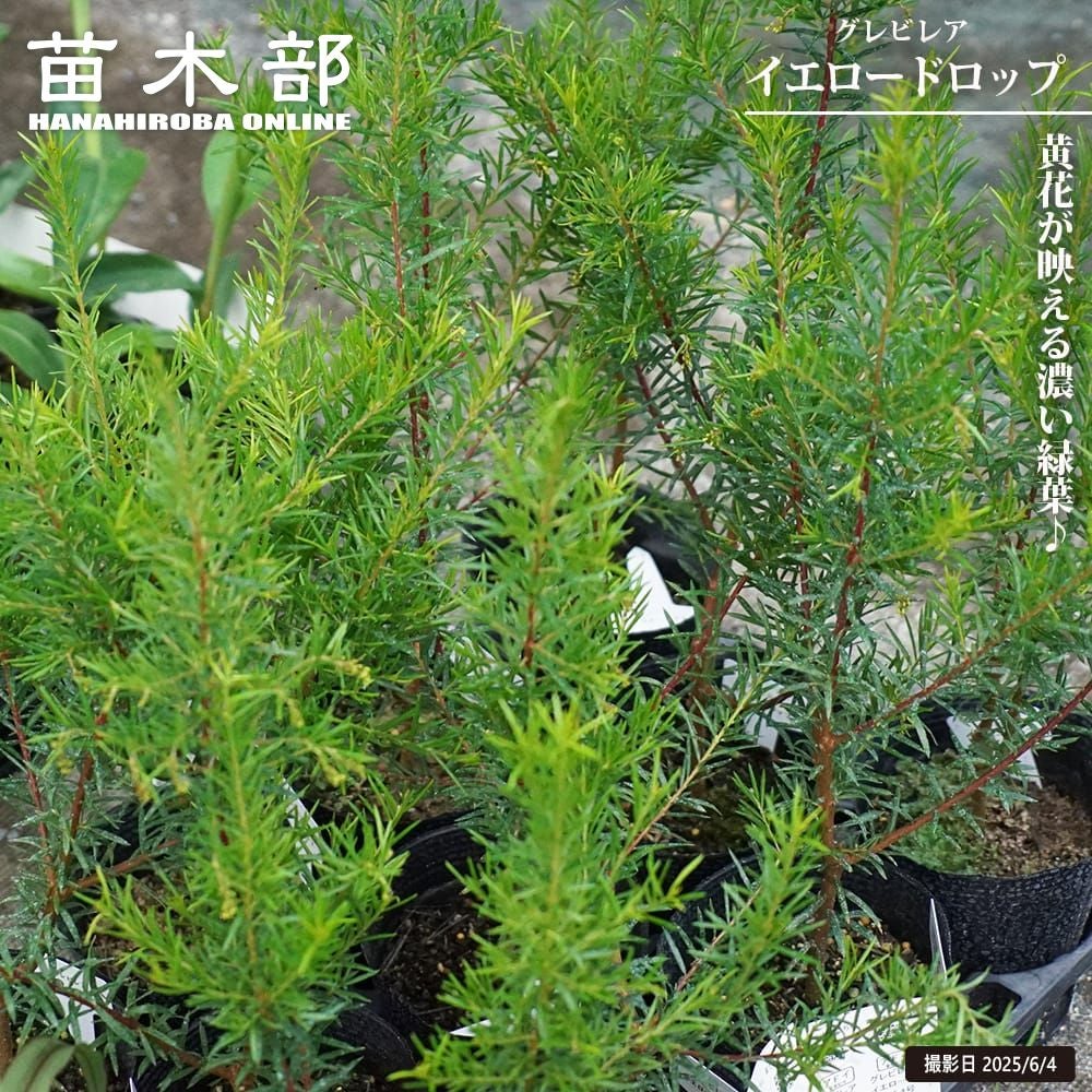 グレビレア ハニージェムの通販 苗木部 By 花ひろばオンライン
