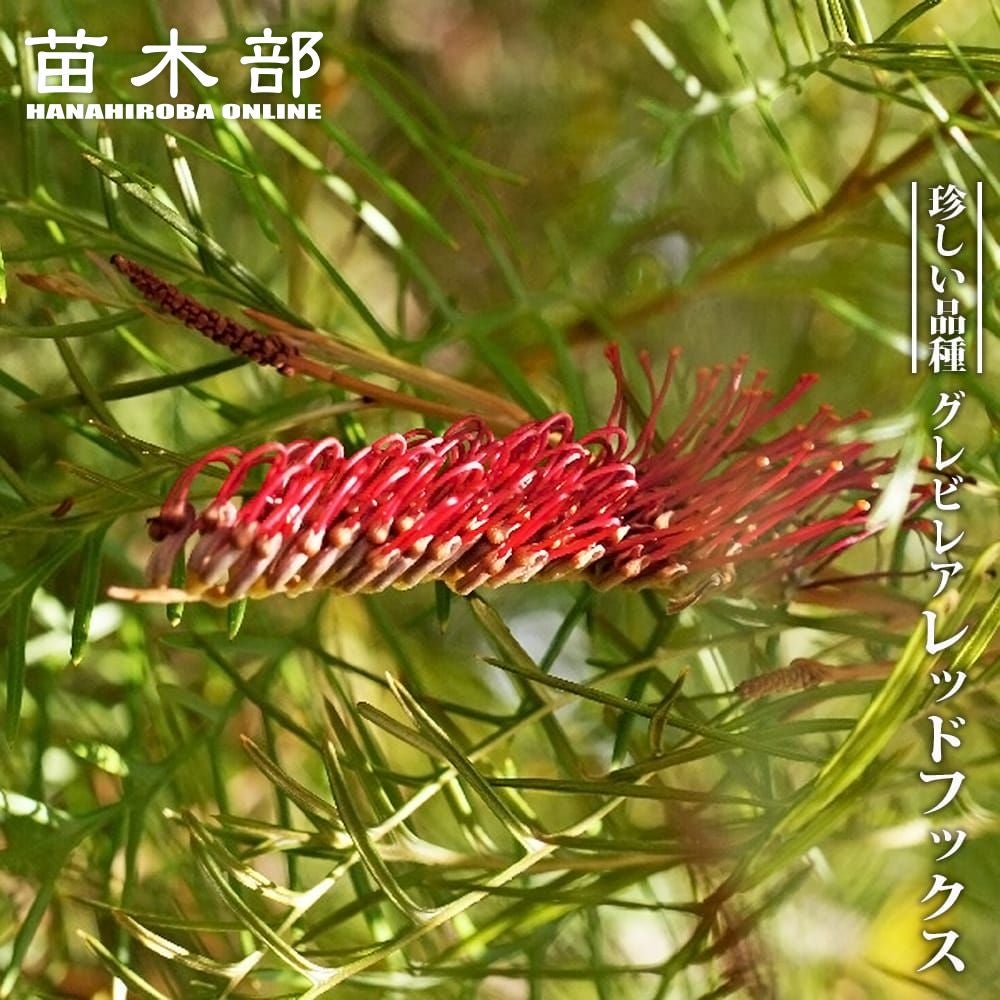 グレビレア “ラナマリー” 低木 庭木 常緑樹