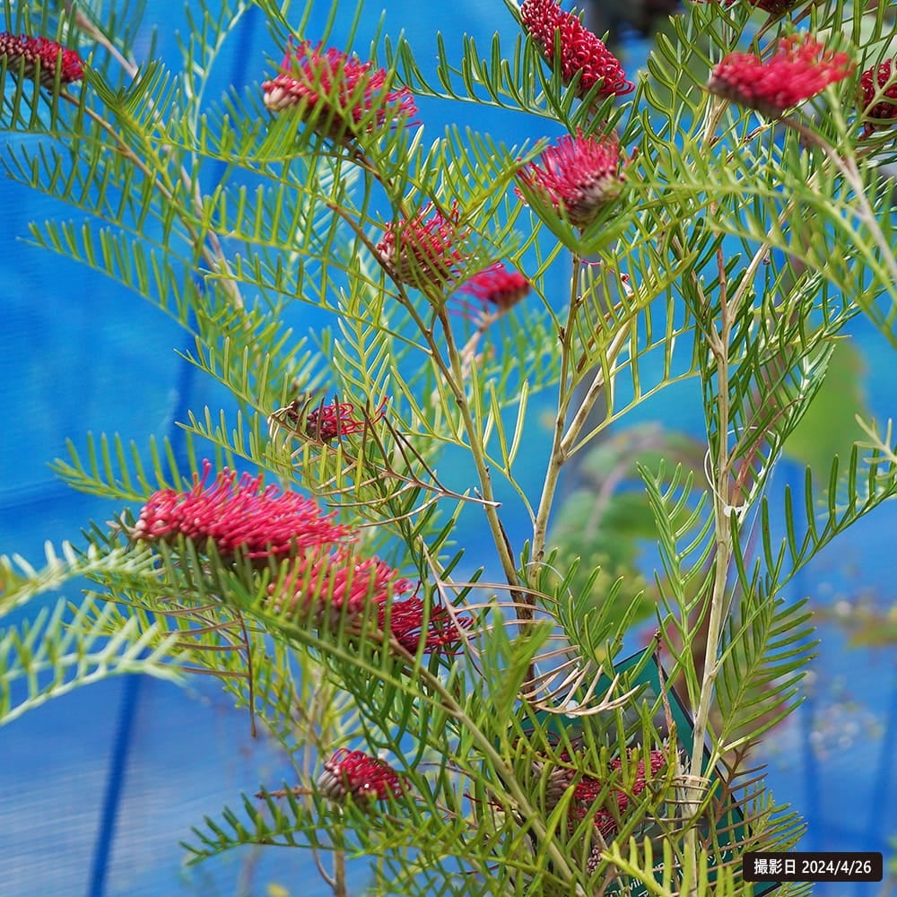 000000132617-03.jpg?size=l&w=