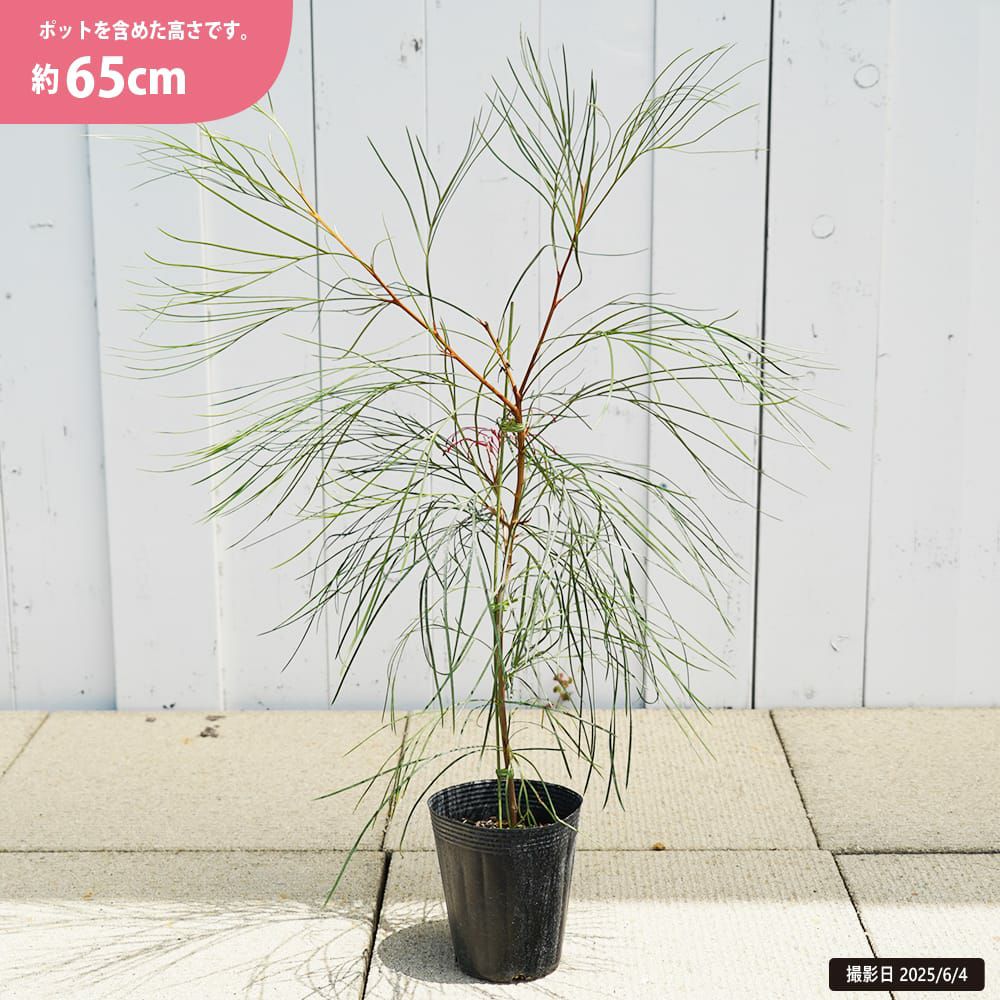 000000132618-03.jpg?size=l&w=