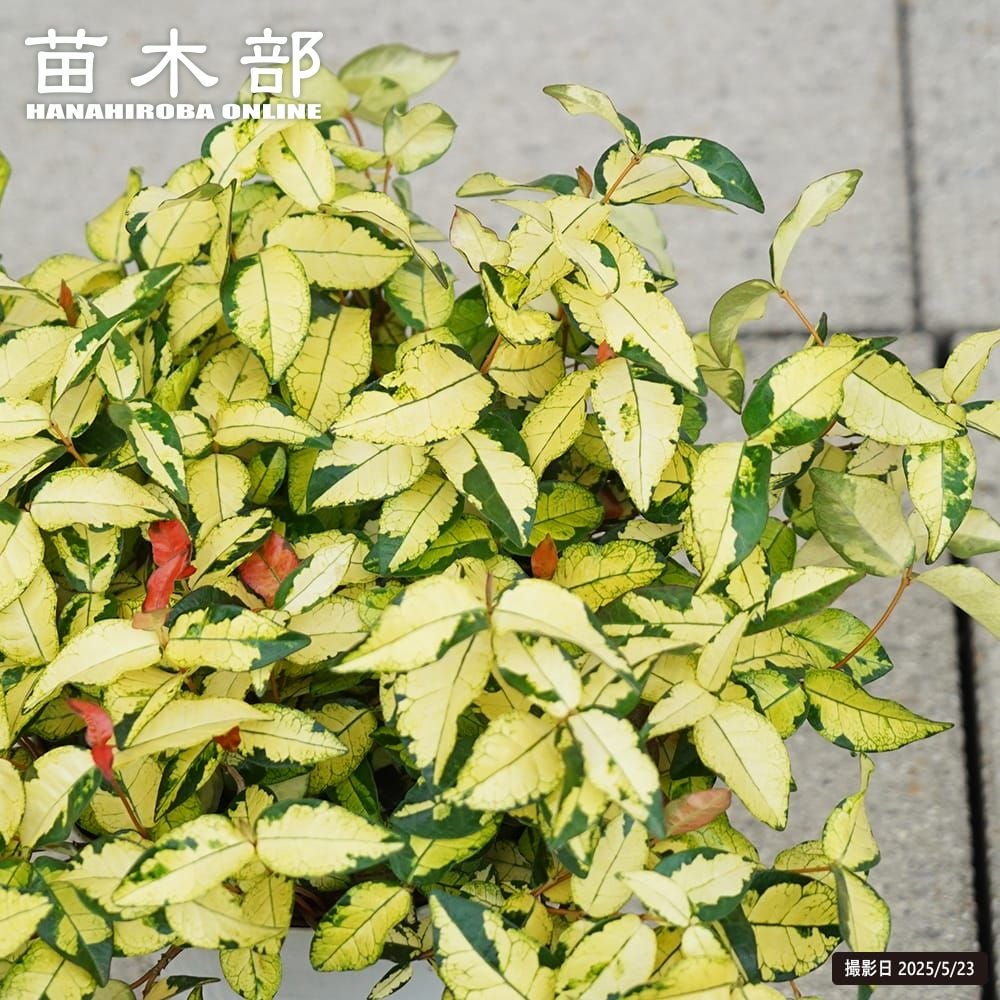 ヤシ カナリーヤシ 苗 販売 苗木部 By 花ひろばオンライン