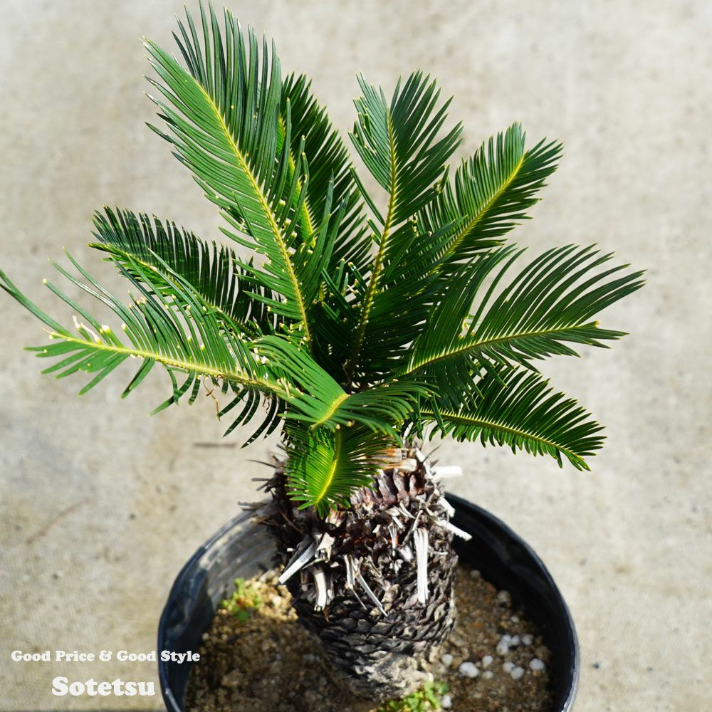 ソテツ 苗 植え時期 苗木部 By 花ひろばオンライン