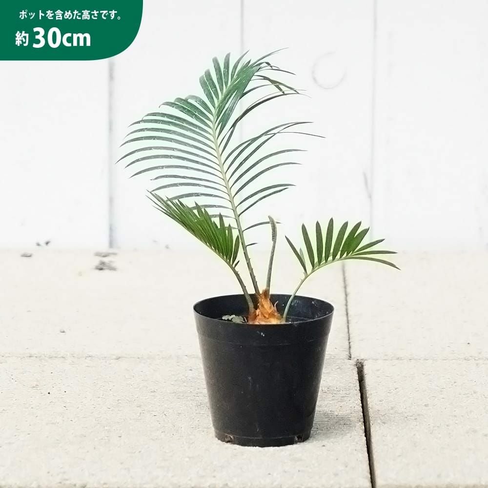 ソテツ 苗 植え時期 苗木部 By 花ひろばオンライン