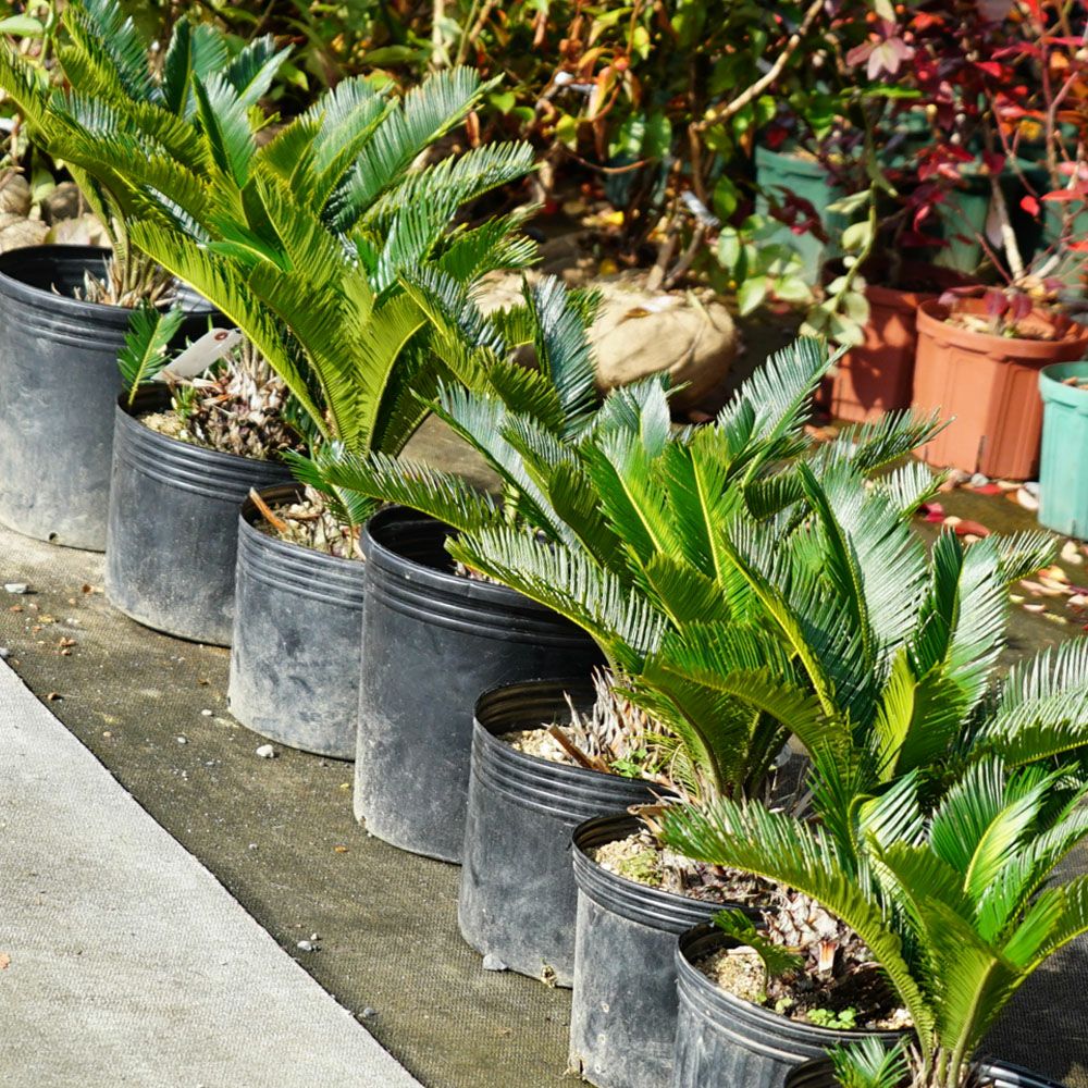 ソテツ 苗 植え時期 苗木部 By 花ひろばオンライン