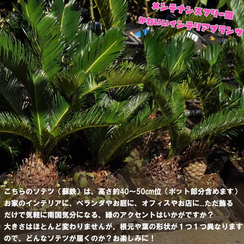 ソテツ 苗 植え時期 苗木部 By 花ひろばオンライン