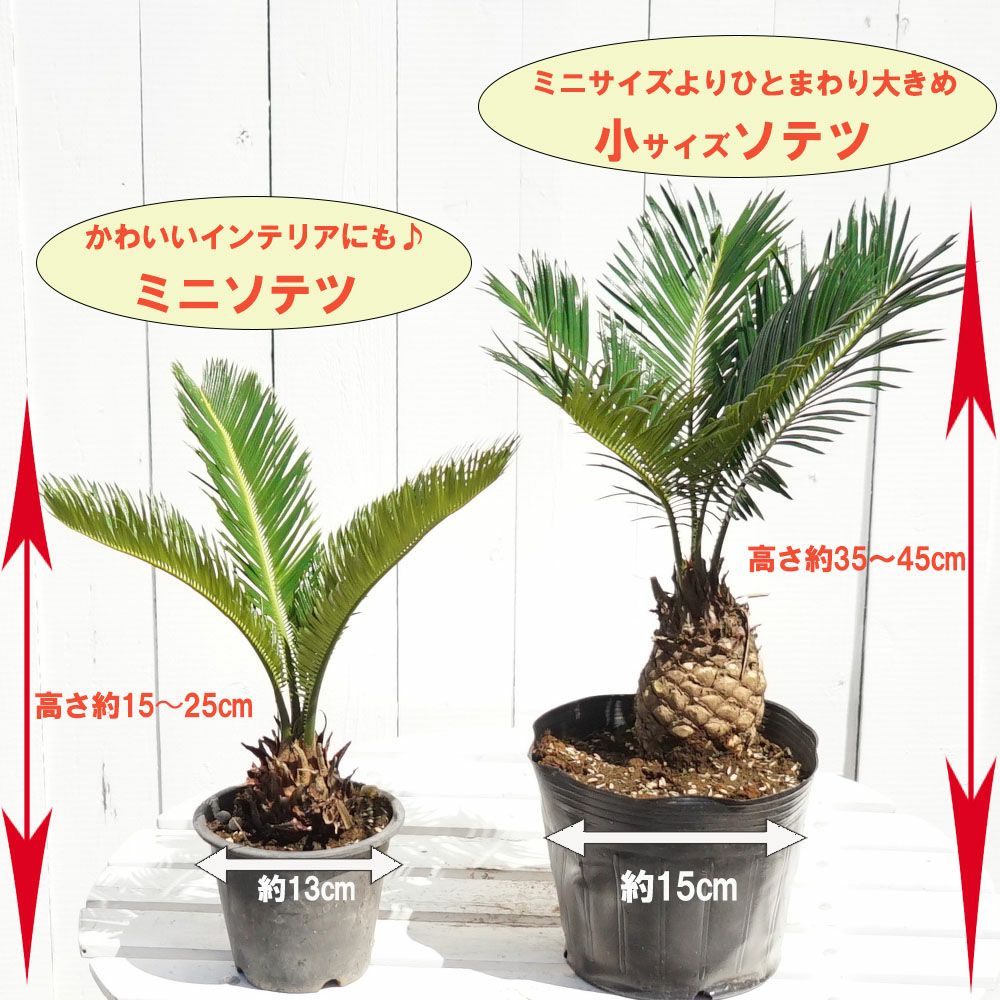 ソテツ 苗 植え時期 苗木部 By 花ひろばオンライン