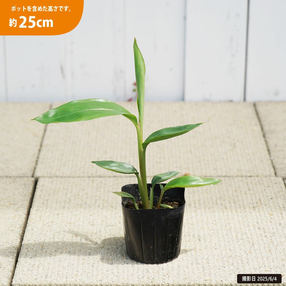 000000132644-04.jpg?size=l&w=