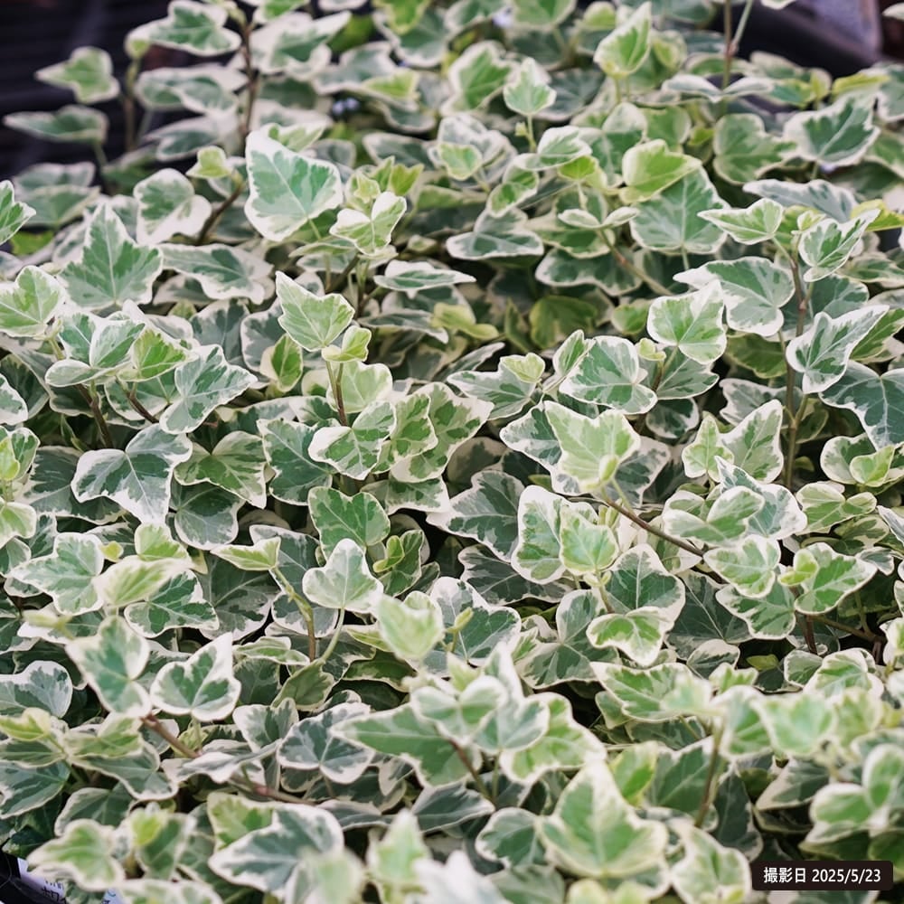 へデラ ヘリックス 苗 販売 苗木部 By 花ひろばオンライン