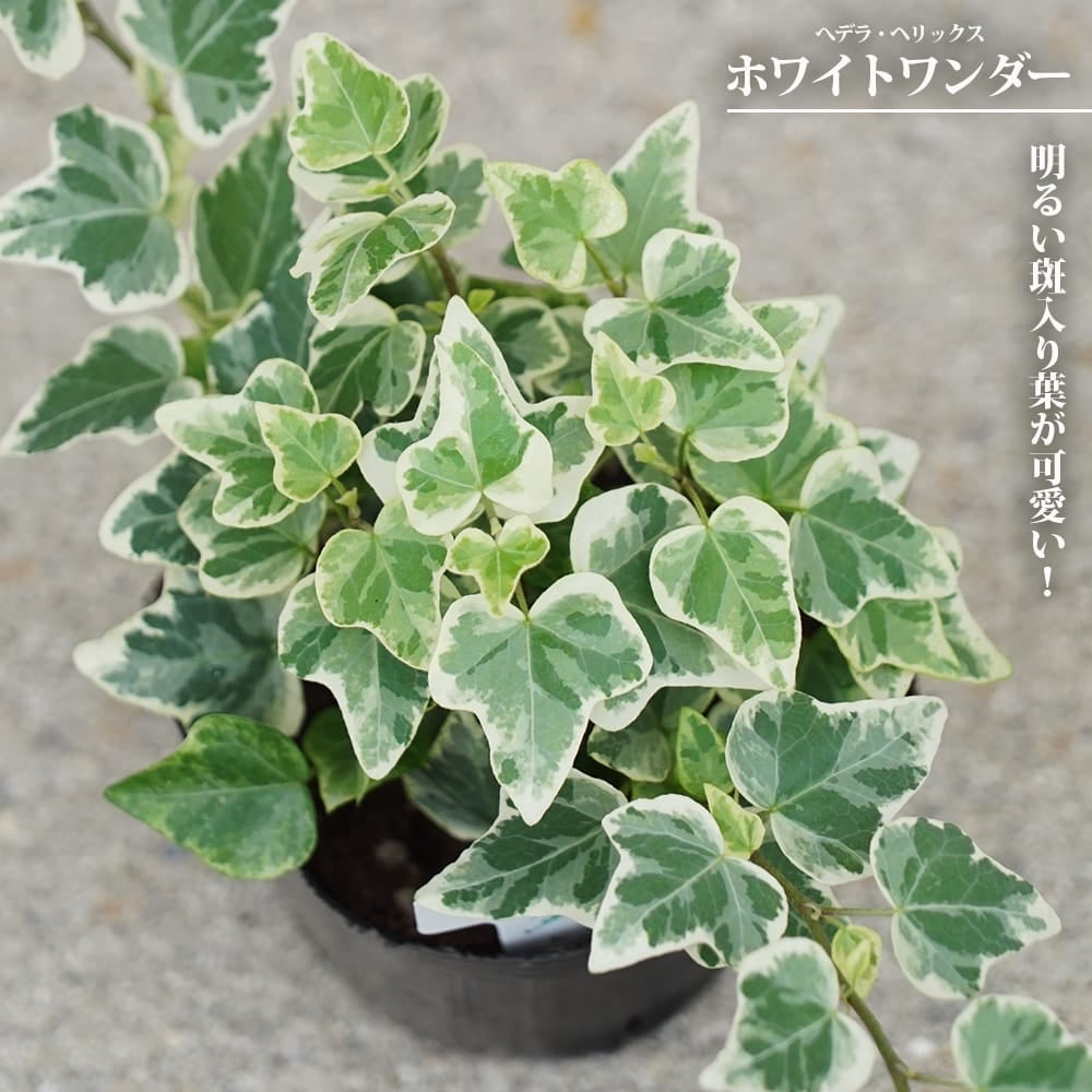 ヘデラ ヘリックス ホワイトワンダー 3号ポット苗