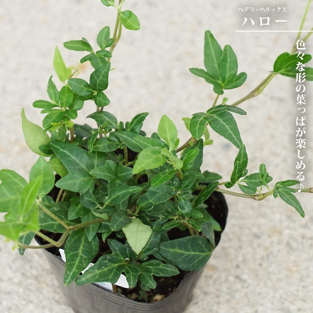 ヘデラ ヘリックス ハロー 3号ポット苗