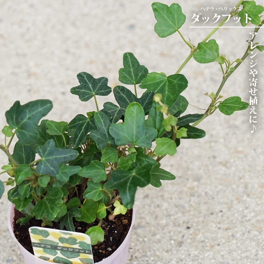 へデラ ヘリックス 苗 販売 苗木部 By 花ひろばオンライン