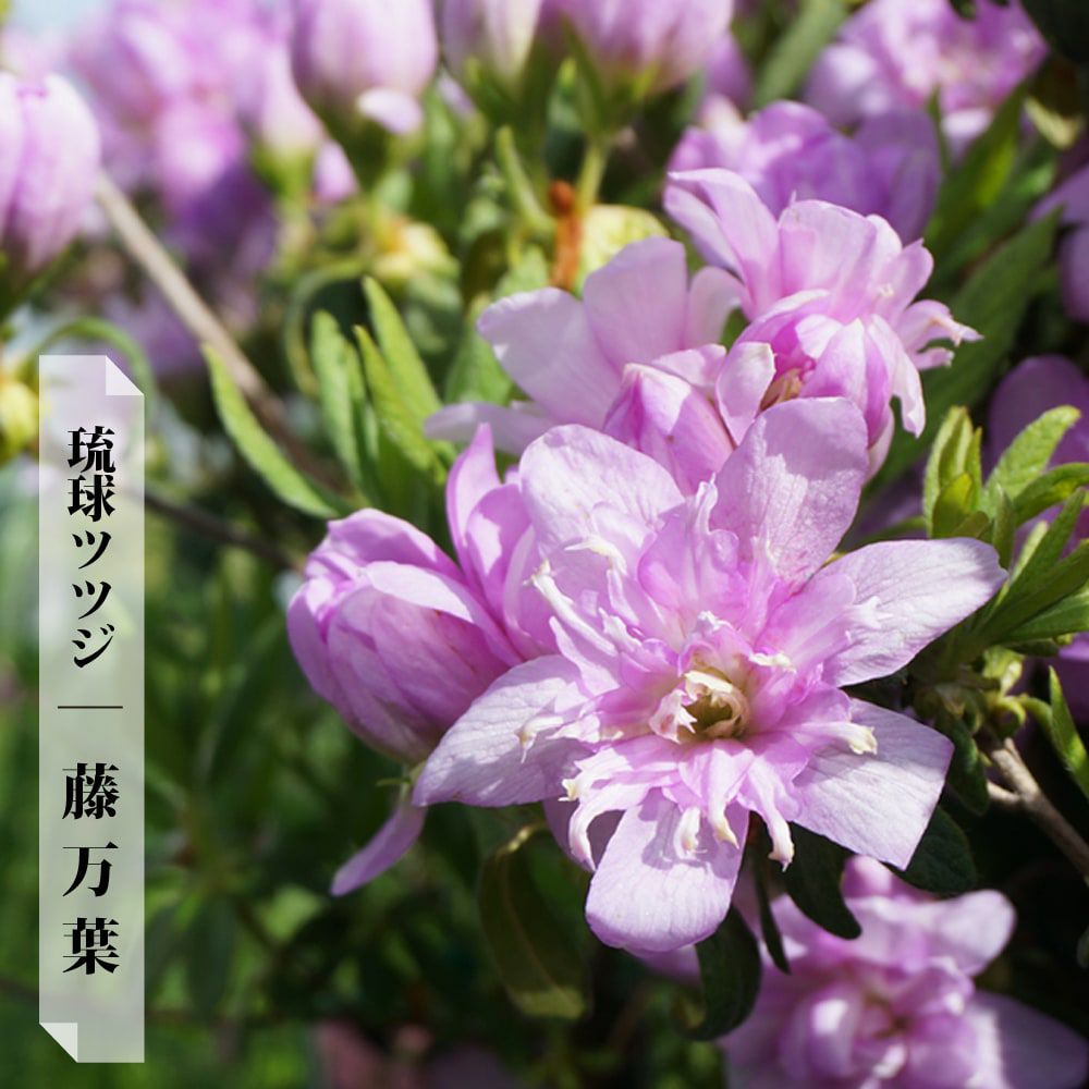 000000032726-01.jpg?size=l&w=