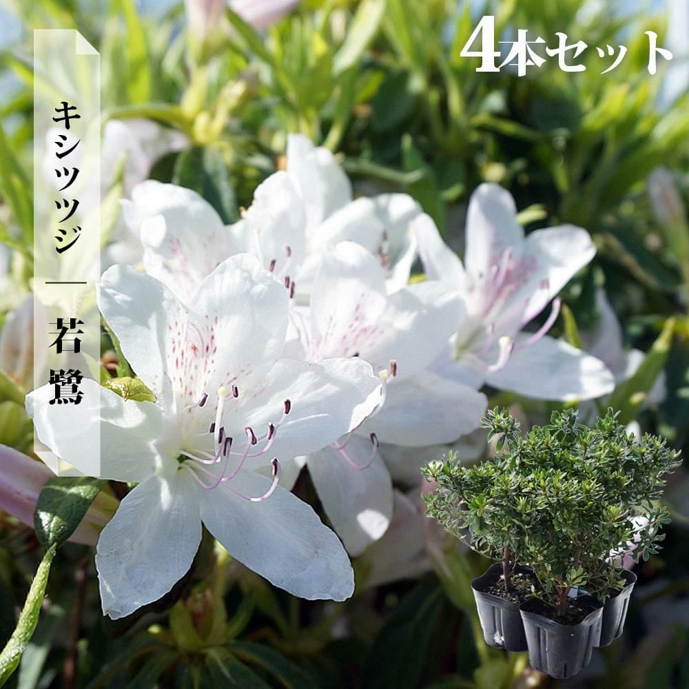 ツツジ科　落葉低木　苗木　苗　バイカツツジ　大変珍しい花木です。　白い花 000000032727-10.jpg?size=l&w=