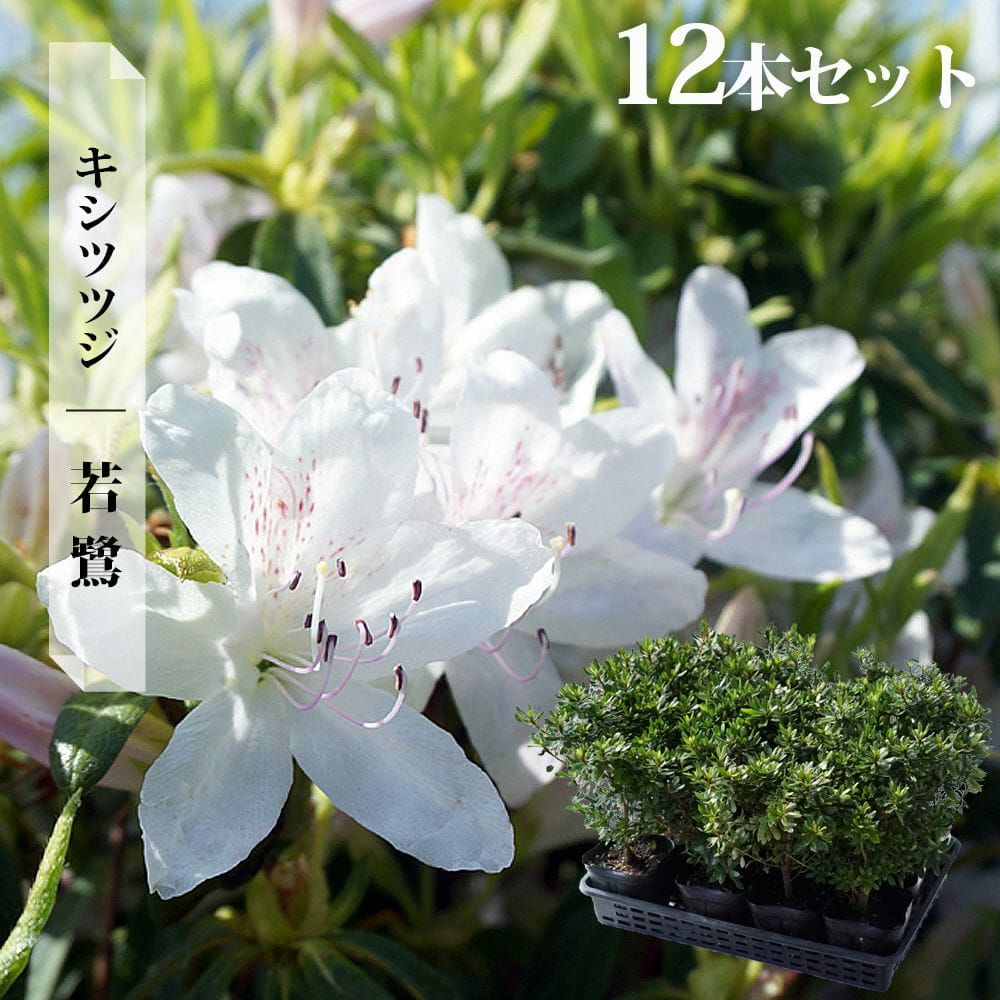 ツツジの咲く頃(フレーム付き) 000000032727-11.jpg?size=l&w=