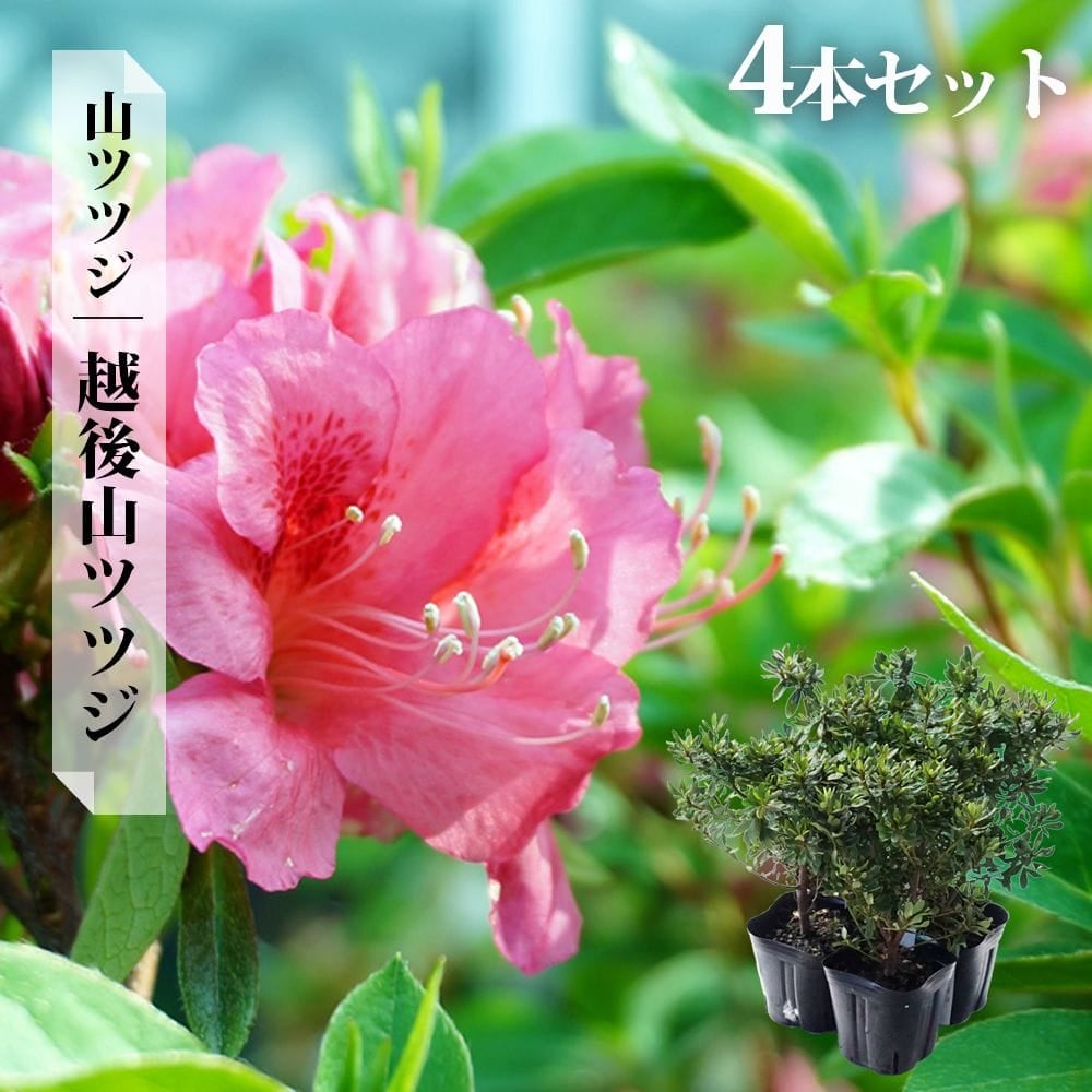 希少品種 良形の極上株 ツツジ フジムスメ 499 樹高80cm位 久留米ツツジ 藤娘 株立ち 約1.9m 現品発送 特大株 植木苗木大苗