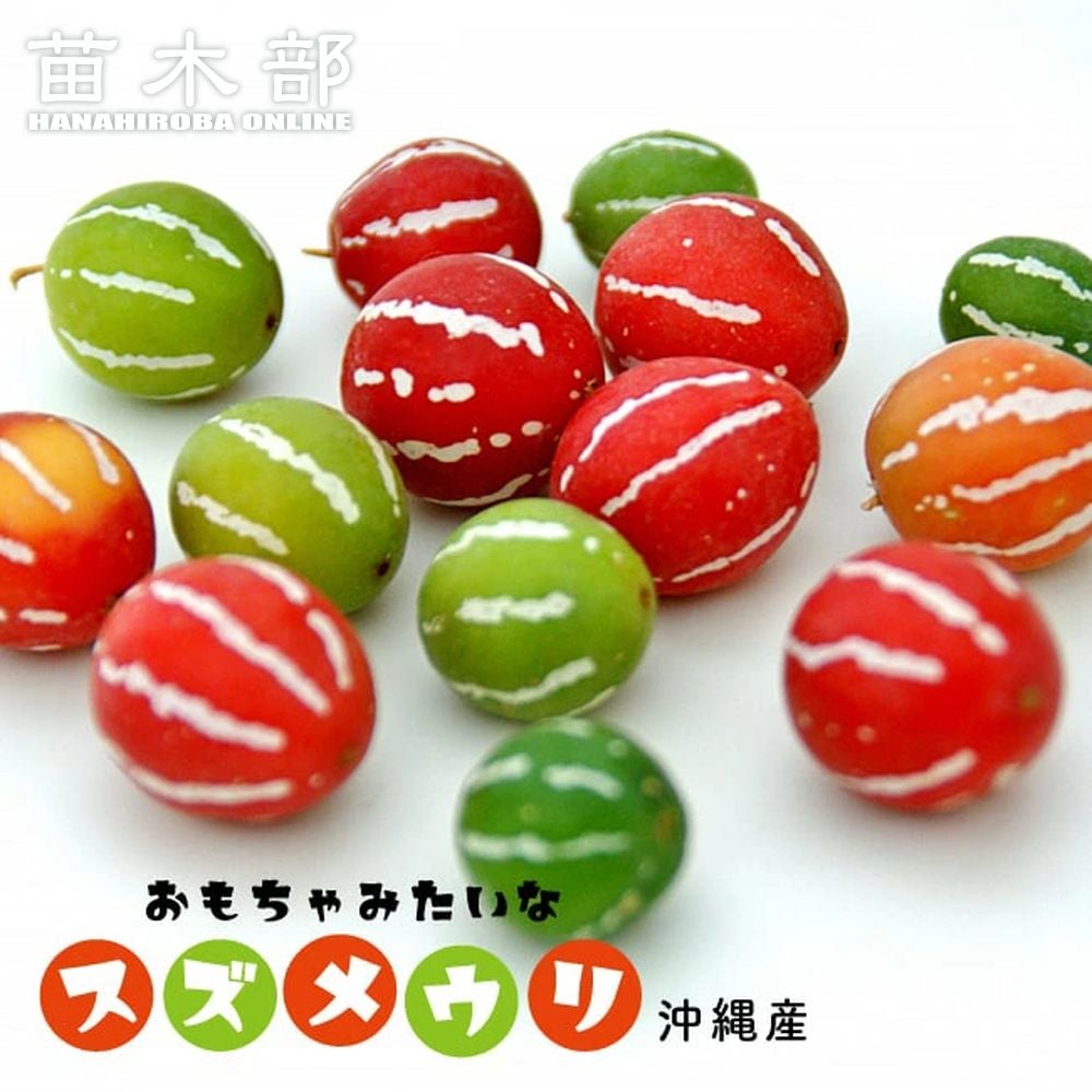 チョウセンニンジン 苗 販売 苗木部 By 花ひろばオンライン