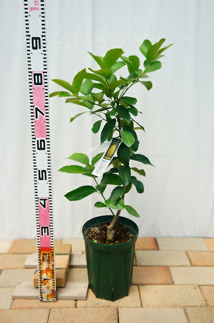 柑橘 レモン 選抜大実アレンユーレカ 苗 販売 苗木部 By 花ひろば