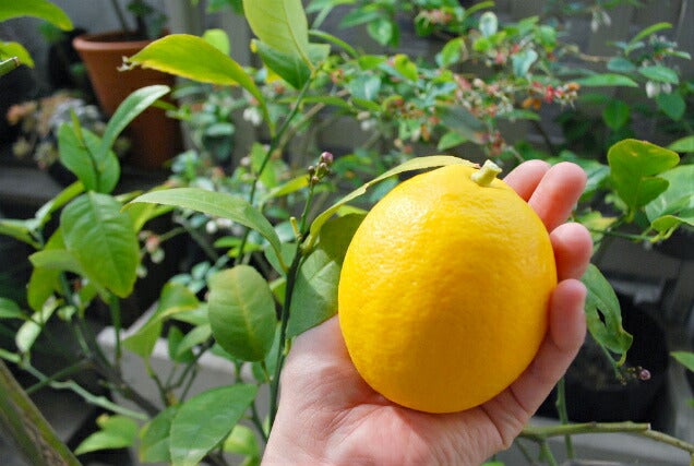 柑橘 レモン 選抜大実アレンユーレカ 苗 販売 苗木部 By 花ひろば