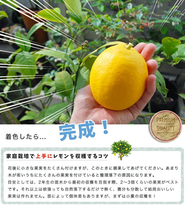 柑橘 レモン 選抜大実アレンユーレカ 苗 販売 苗木部 By 花ひろば