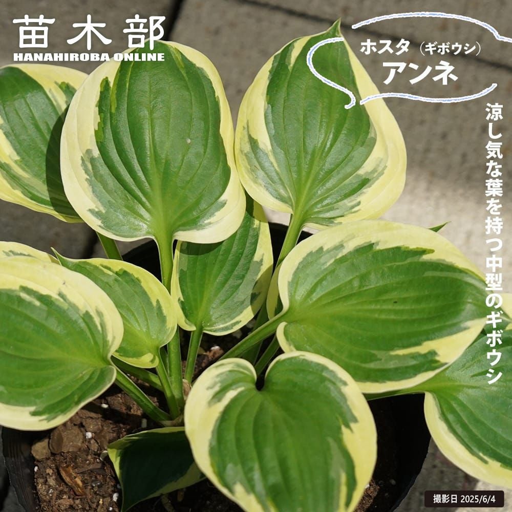 ホスタ | 苗木部 本店 By 花ひろばオンライン